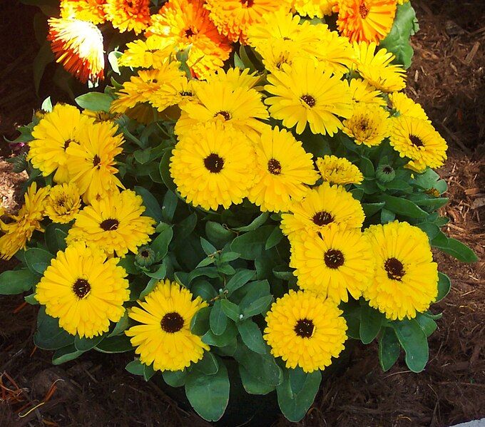 File:Calendulaofficinalis03ara.jpg