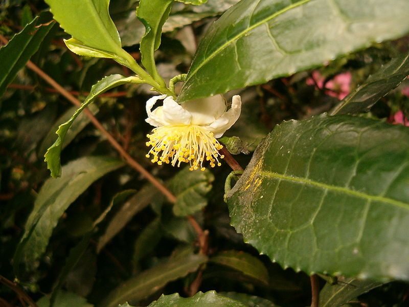 File:Camellia sinensis BotGardBln1105FlowerSide.JPG