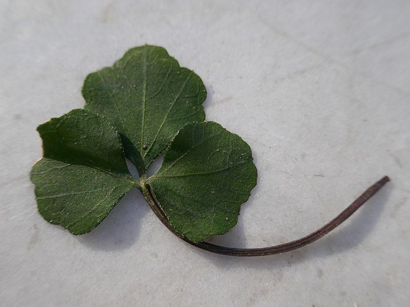 File:Cardamine trifolia 01.jpg