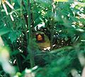 Female Cardinal on her nest.