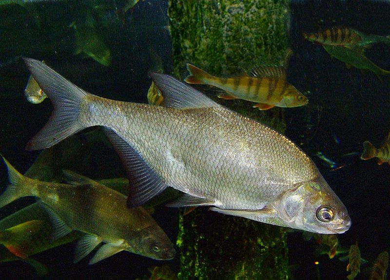 File:Carp bream.jpg