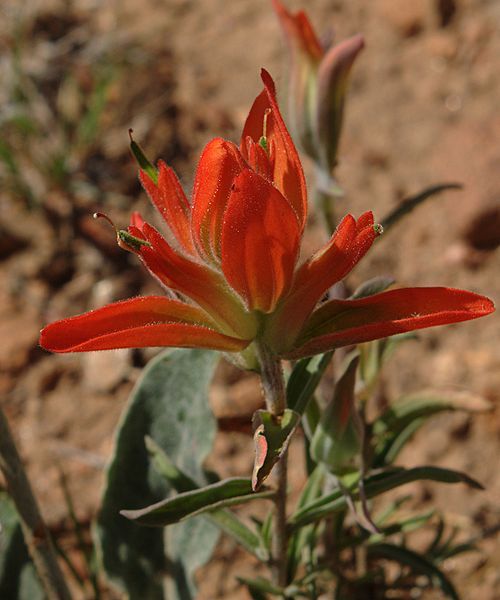 File:Castilleja integra flowers.jpg