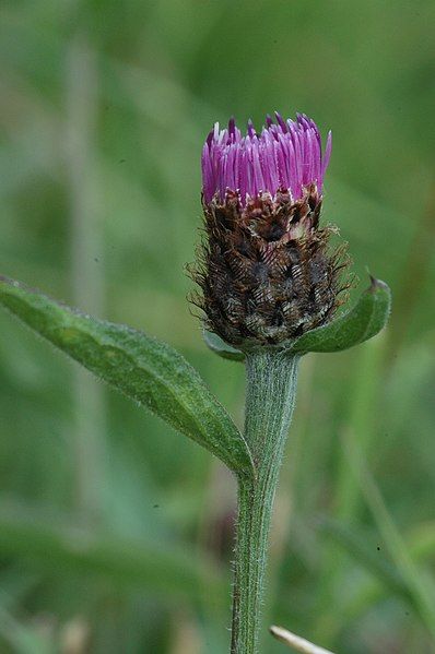 File:Centaurea nigra-floro.jpg