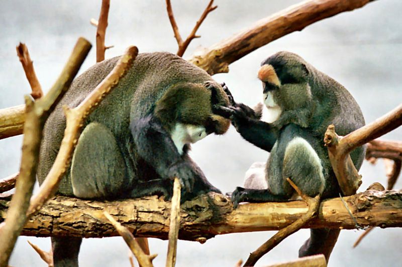 File:Cercopithecus-neg LP02b.jpg