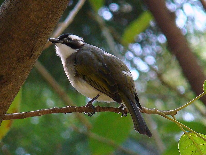 File:Chinese Bubul.JPG