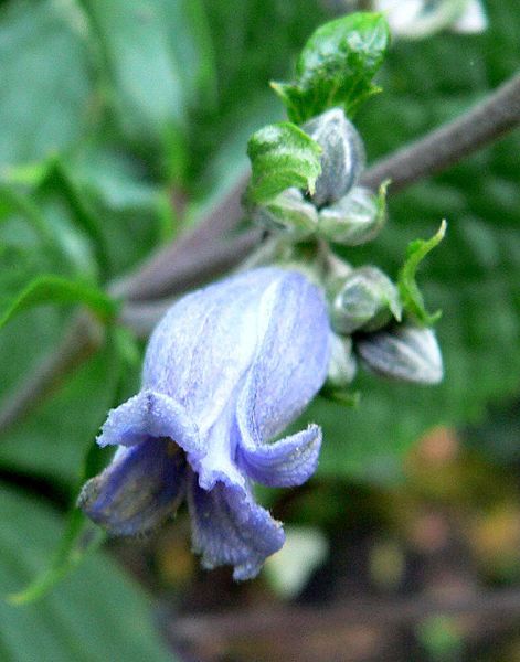 File:Clematis heracleifolia 3.jpg