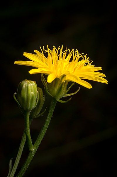 File:Crepis taraxacifolia.jpg