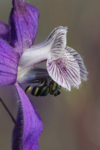 File:Delphinium nuttallianum 3707.jpg