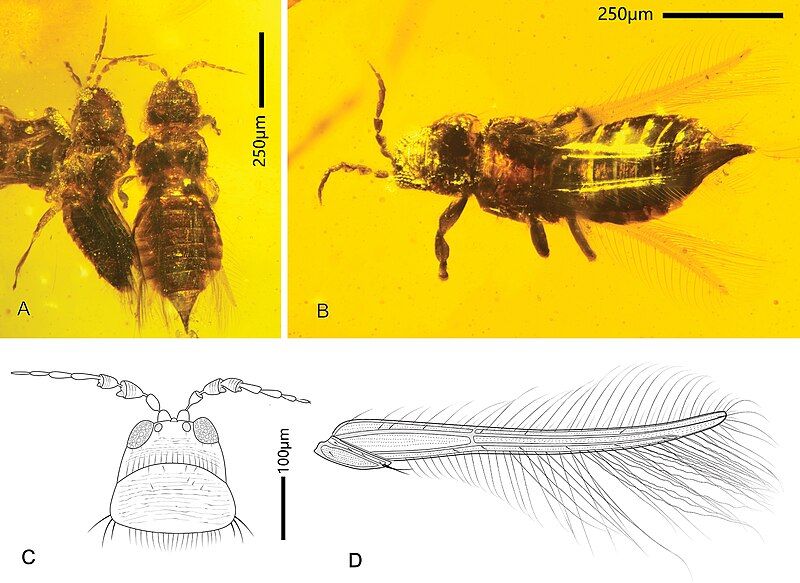 File:Didymothrips abdominalis.jpg