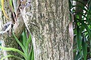 Detail of exfoliating bark