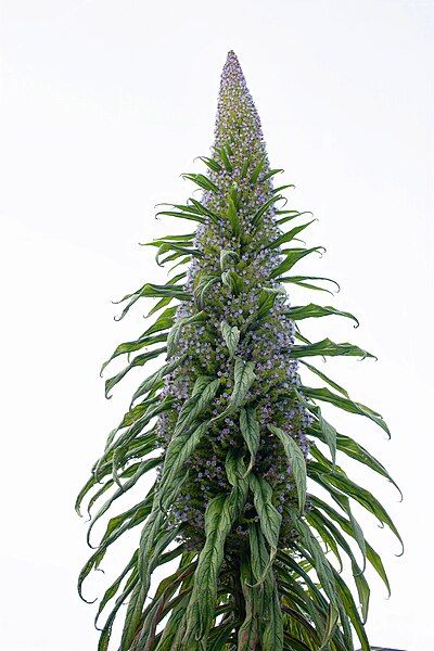 File:Echium pininanaWEB.jpg