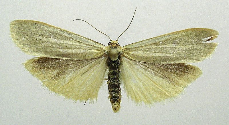 File:Eilema pygmaeola.jpg