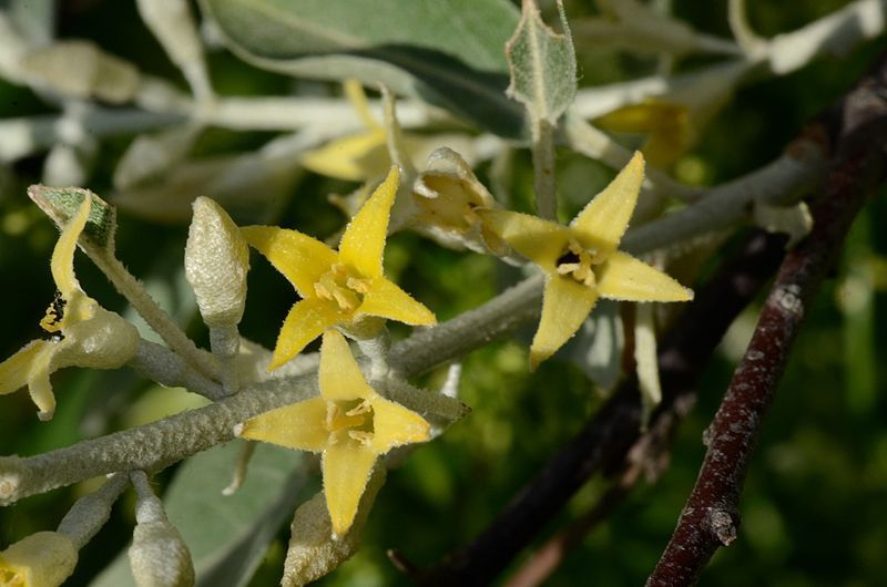 File:Elaeagnus angustifolia* (7371236772).jpg