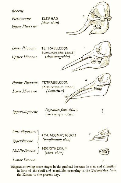 File:ElephEvol.jpg