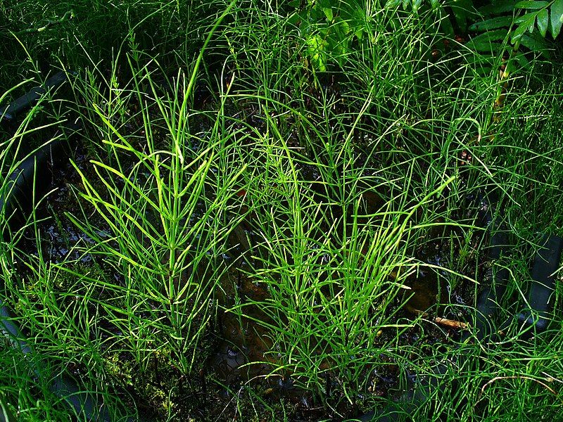 File:Equisetum arvense 001.JPG