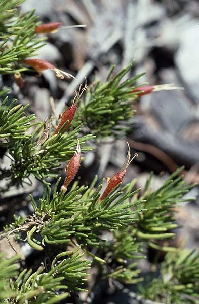 File:Eremophila chamaephila.jpg