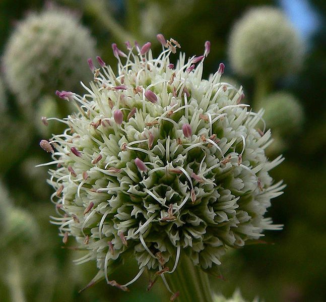 File:Eryngium paniculatum 4.jpg