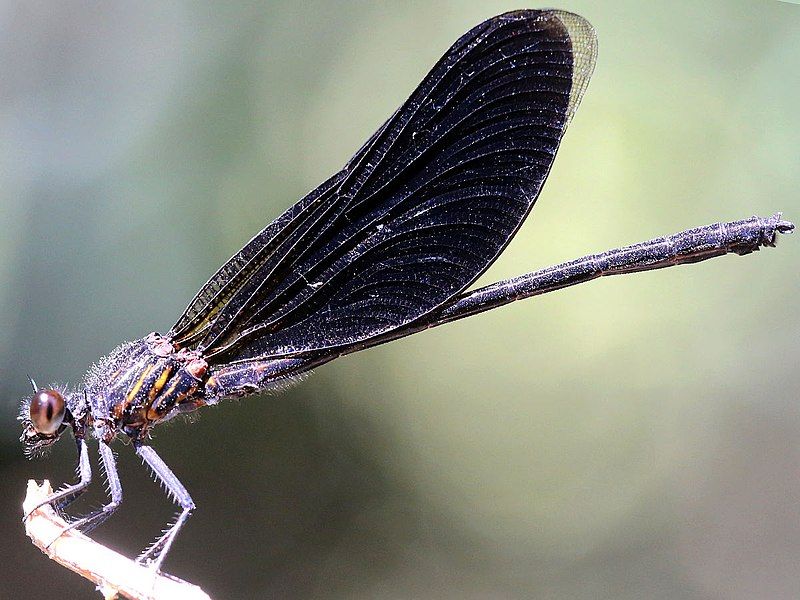 File:Euphaea masoni-male.jpg