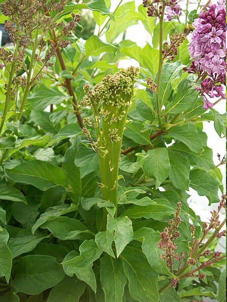 File:Fasciated Lilac.JPG