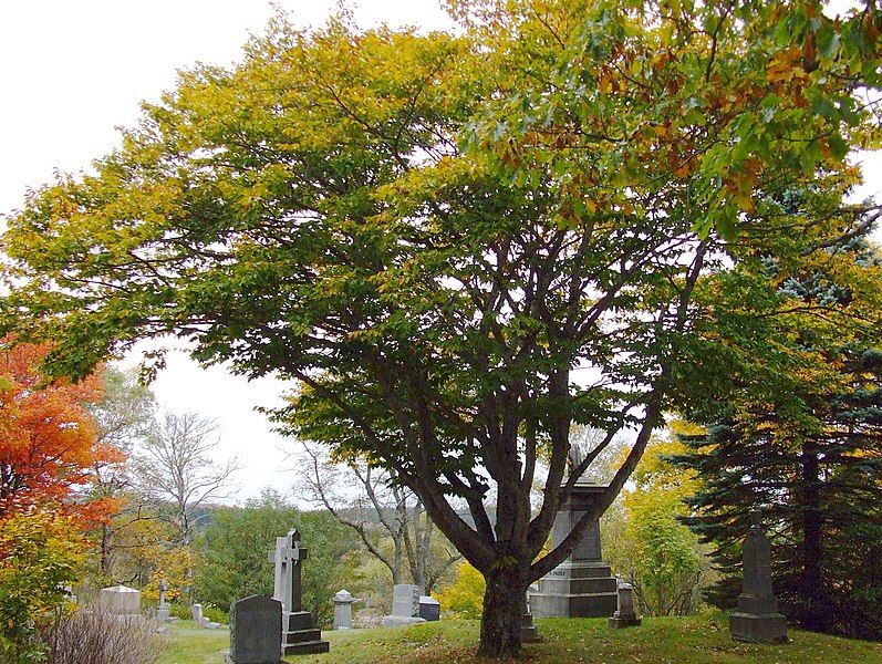 File:FernhillAmericanBeech.jpg