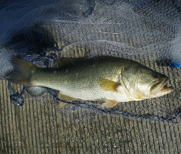 File:Florida bass.jpg