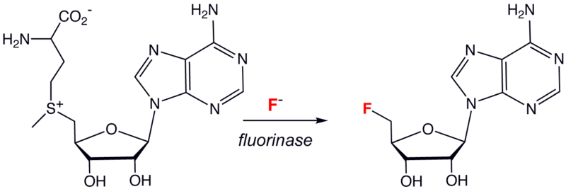 File:Fluorinase.png