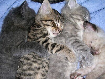 Four sleeping kittens