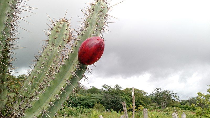 File:Fruto de cactus.jpg