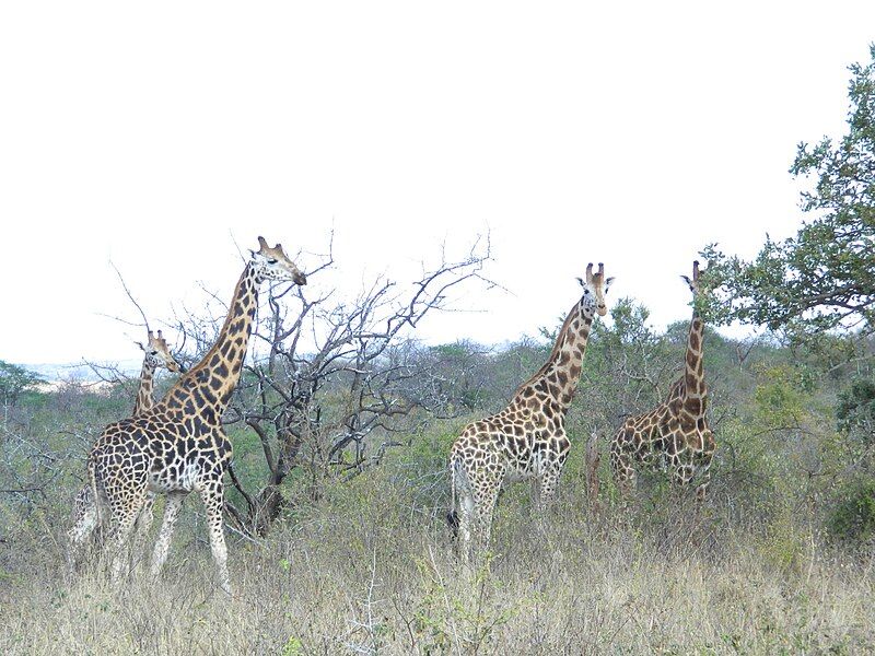 File:GIRAFFES MWEA.JPG