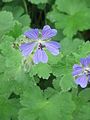 Geranium 'Philippe Vapelle'