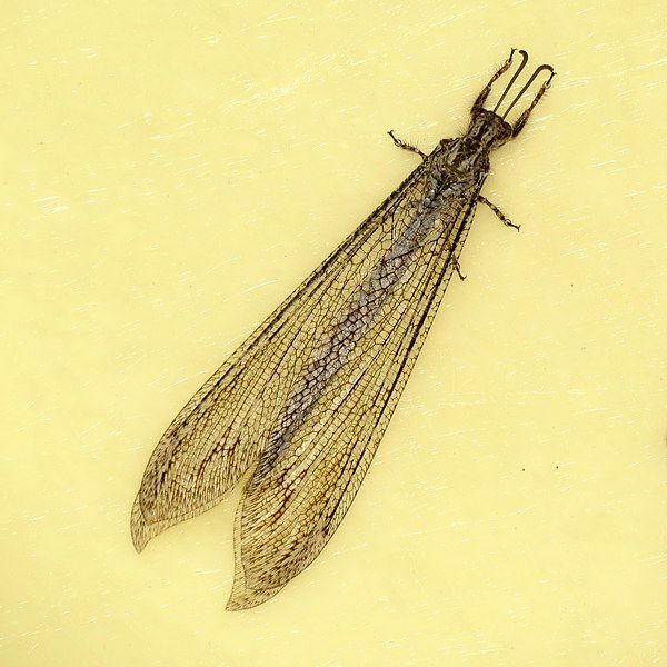 File:Giant Antlion (37133187595).jpg