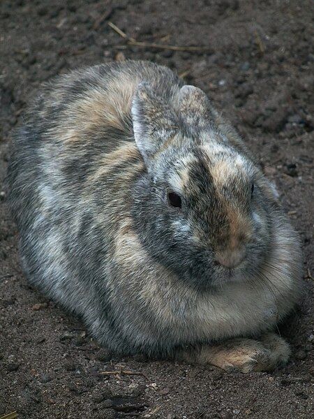 File:Glücksfarbiges Kaninchen Rheingönheim.JPG