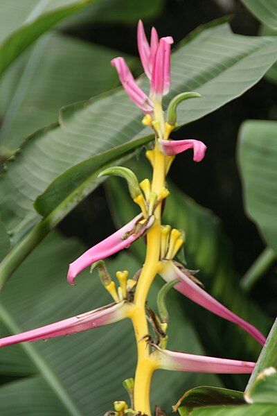 File:Heliconia aemygdiana 1zz.jpg