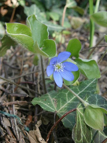 File:Hepatica nobilis blooming.JPG