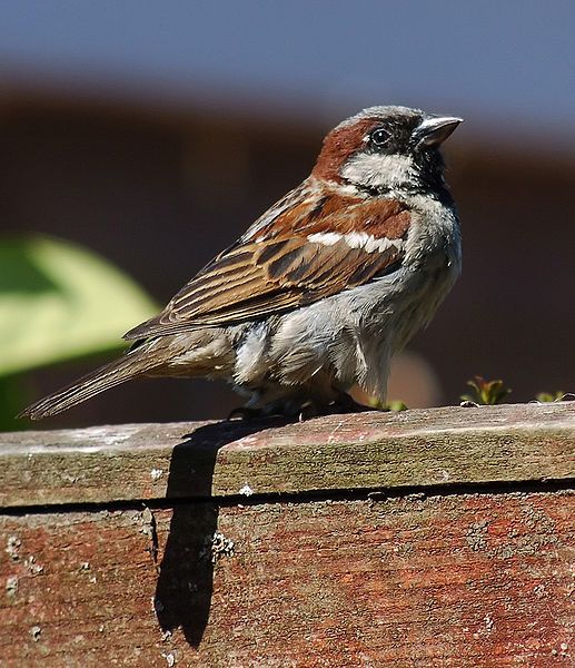 File:House Sparrow (3).jpg