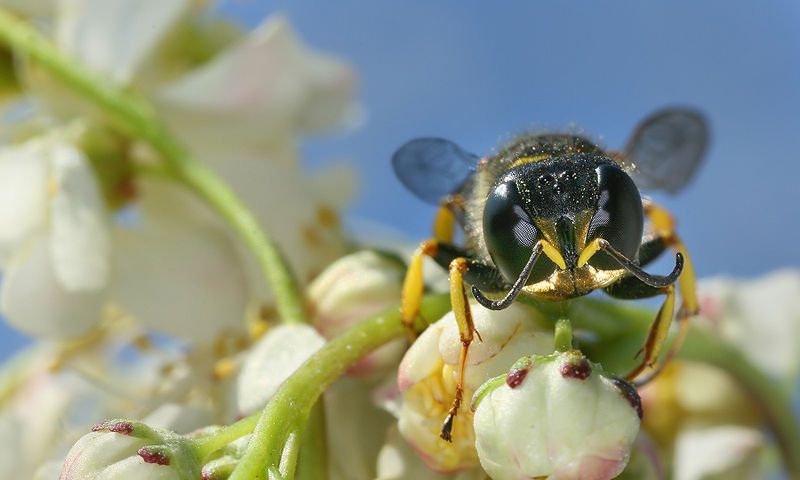 File:Hymenoptera front.jpg