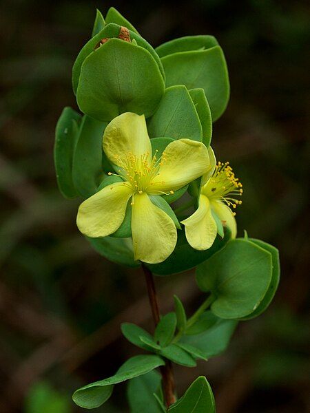 File:Hypericum crux-andreae Arkansas.jpg