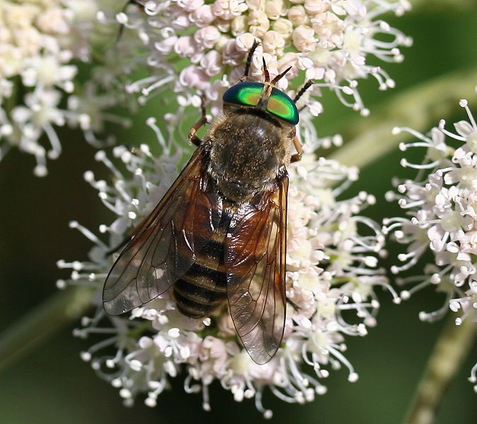 File:IC Tabanidae.JPG