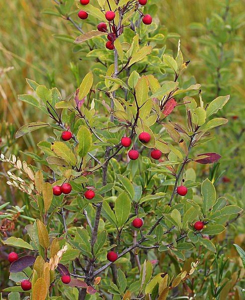 File:Ilex mucronata 5524944.jpg