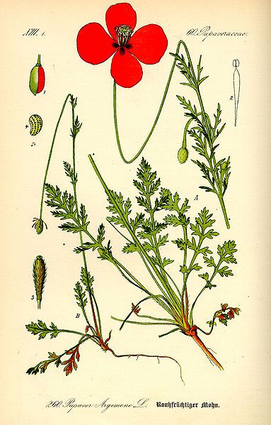 File:Illustration Papaver argemone0.jpg