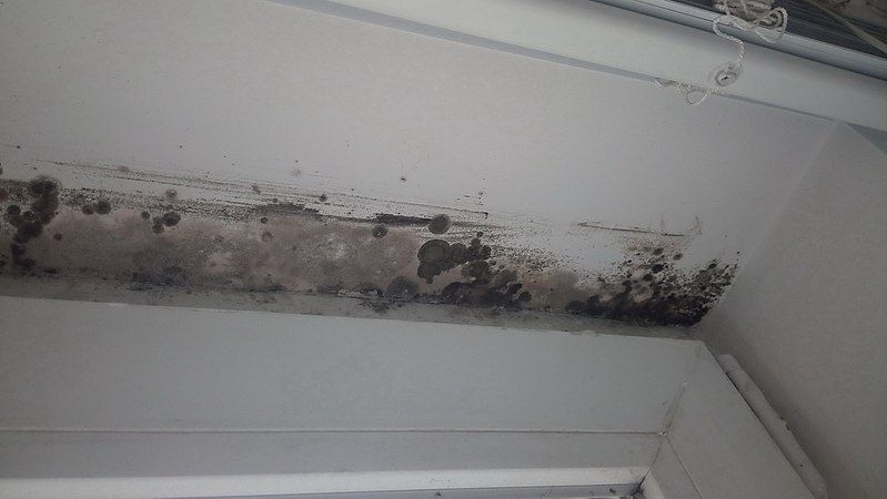 File:Indoor Mold.jpg