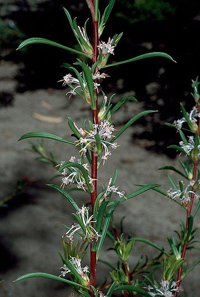 File:Isopogon axillaris.jpg