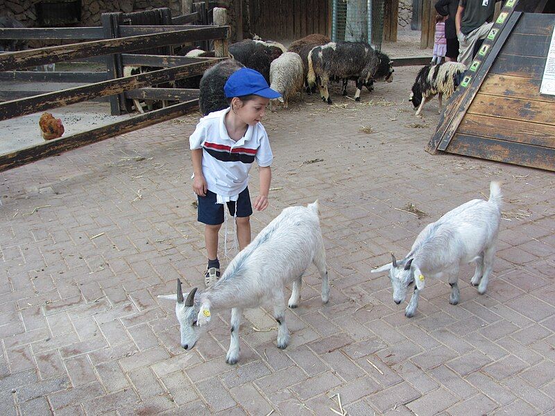 File:Jerusalem Zoo petting.jpg