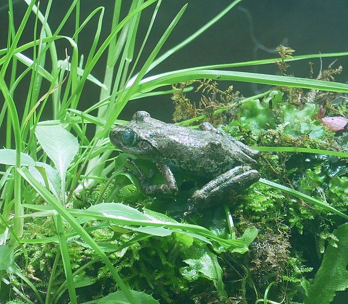 File:Kajikagaeru-TokyoSealifePark-2018-1-8.jpg