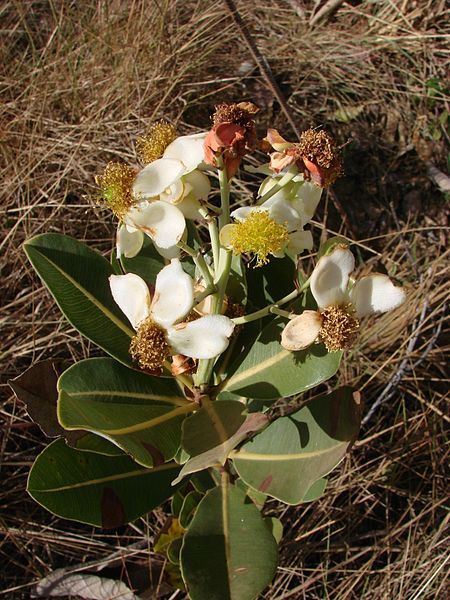 File:Kielmeyera variabilis.jpg