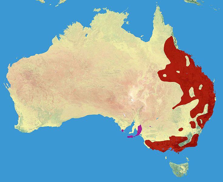 File:Koala Range.jpg