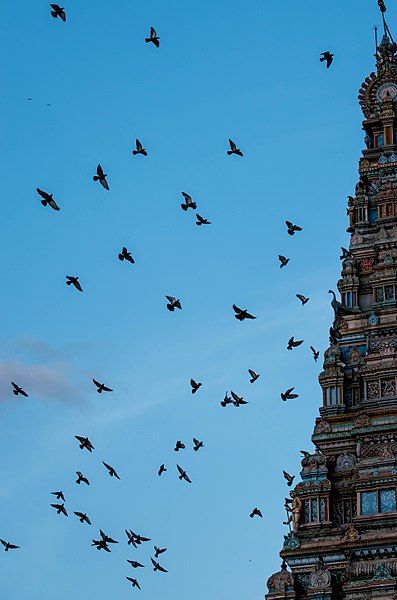 File:KumaraSwamyGopuram.jpg