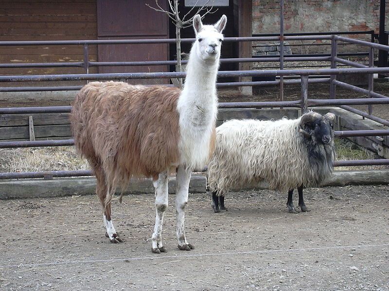 File:Lama(zoo vyškov cz.).JPG