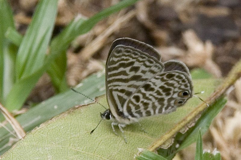 File:Leptotes babaulti-01 (xndr).jpg