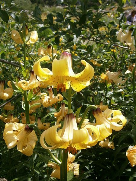 File:Lilium monadelphum 02.jpg